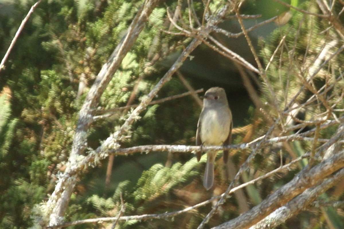 Hammond's Flycatcher - ML50550291