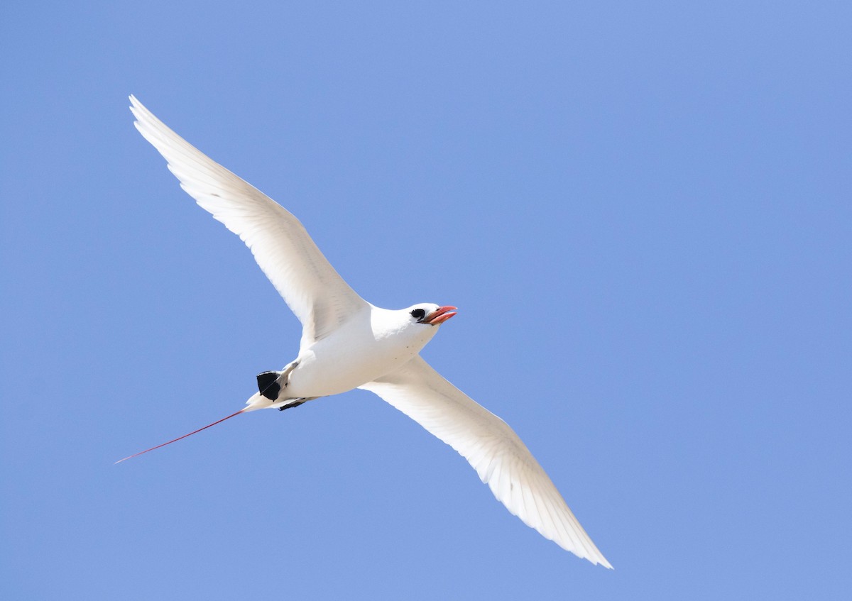 Red-tailed Tropicbird - ML505504641