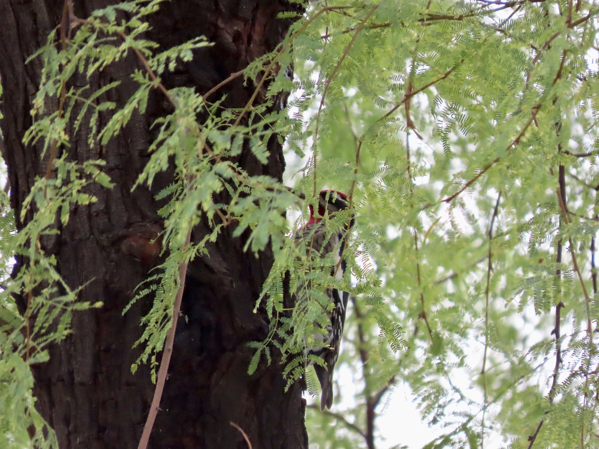 Red-naped Sapsucker - ML505505101