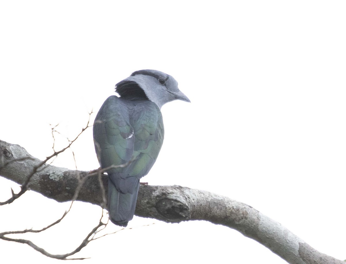 Cuckoo-roller - ML505505291