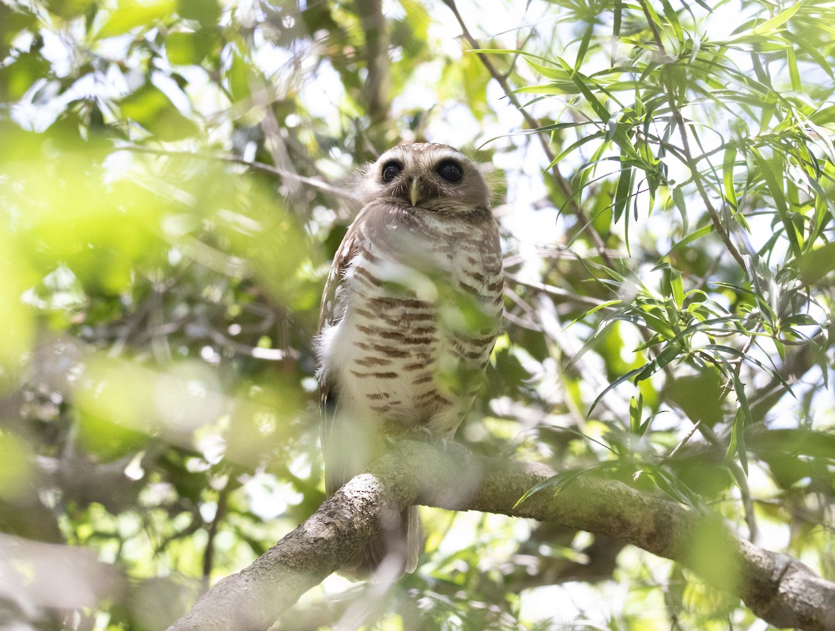 White-browed Owl - ML505505381