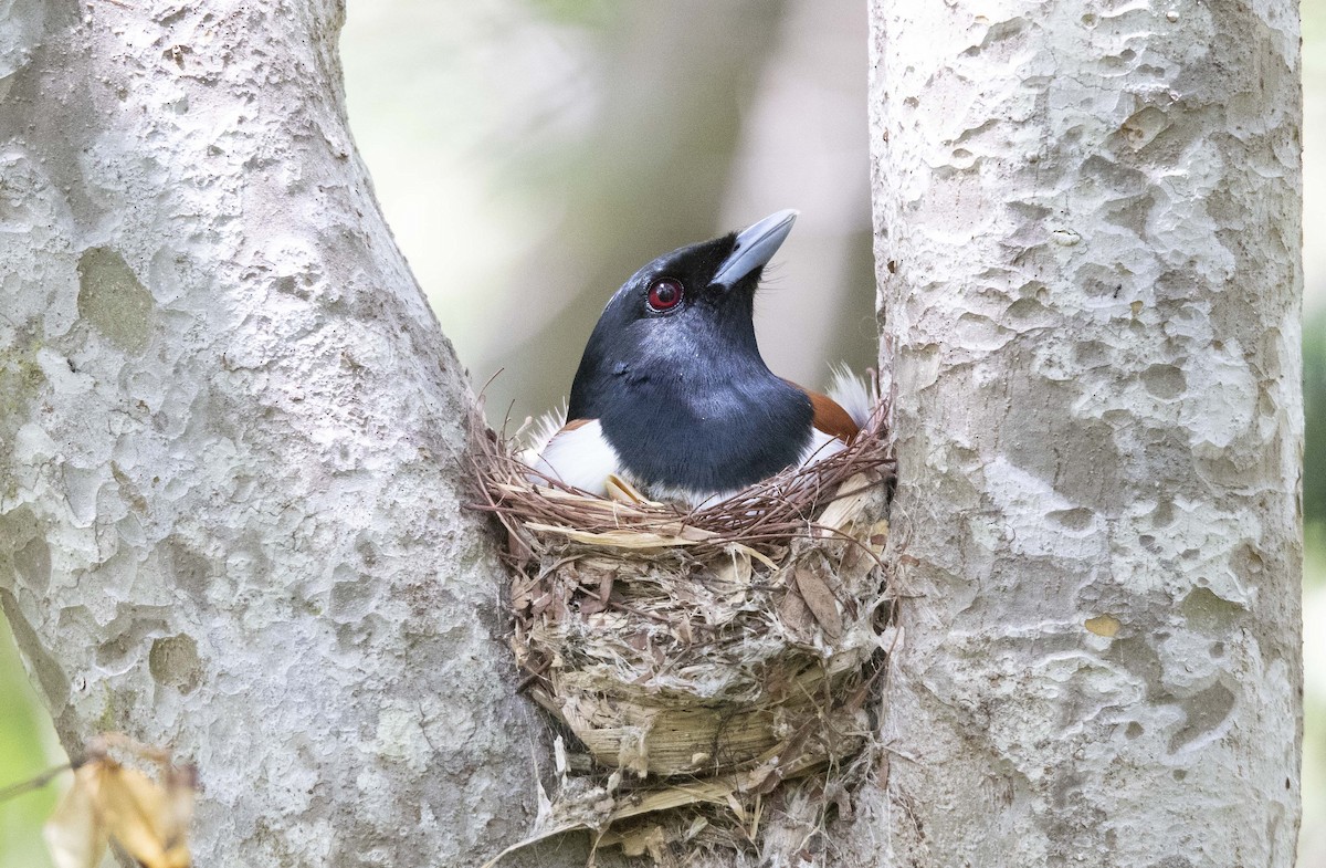 Rufous Vanga - ML505505491