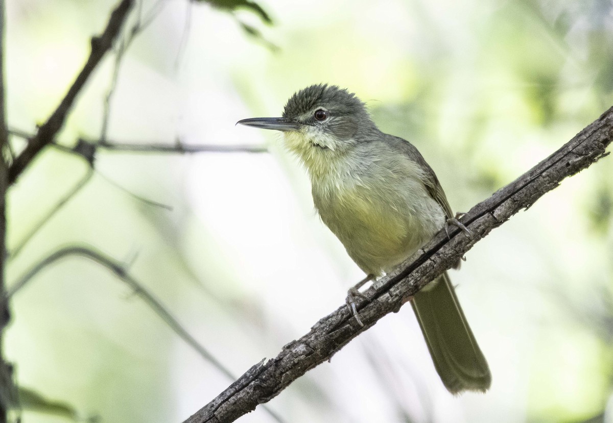 Long-billed Bernieria - ML505505671