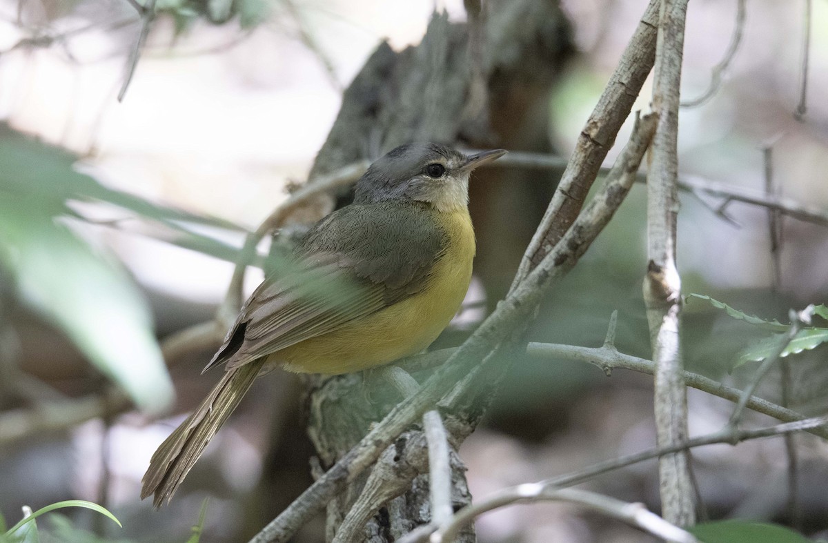 Appert's Tetraka - ML505506051