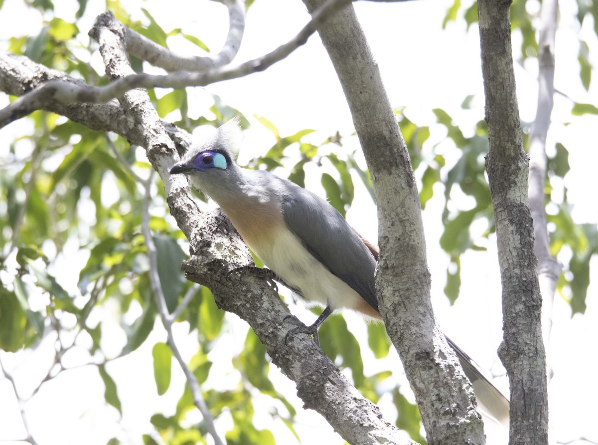 Crested Coua - ML505506431