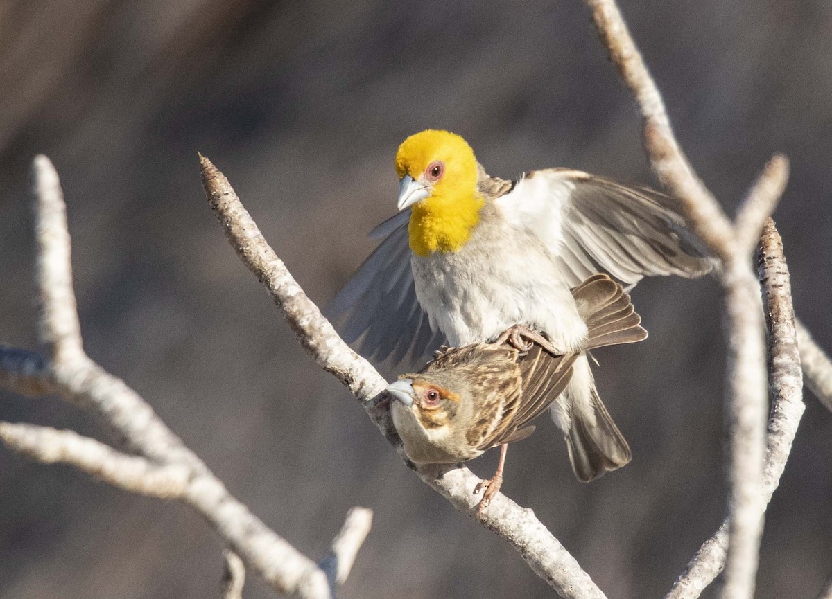 Sakalava Weaver - ML505507501