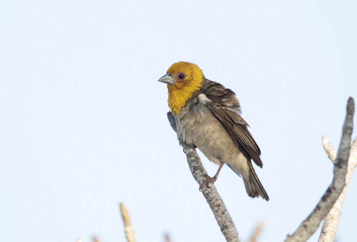 Sakalava Weaver - ML505507511