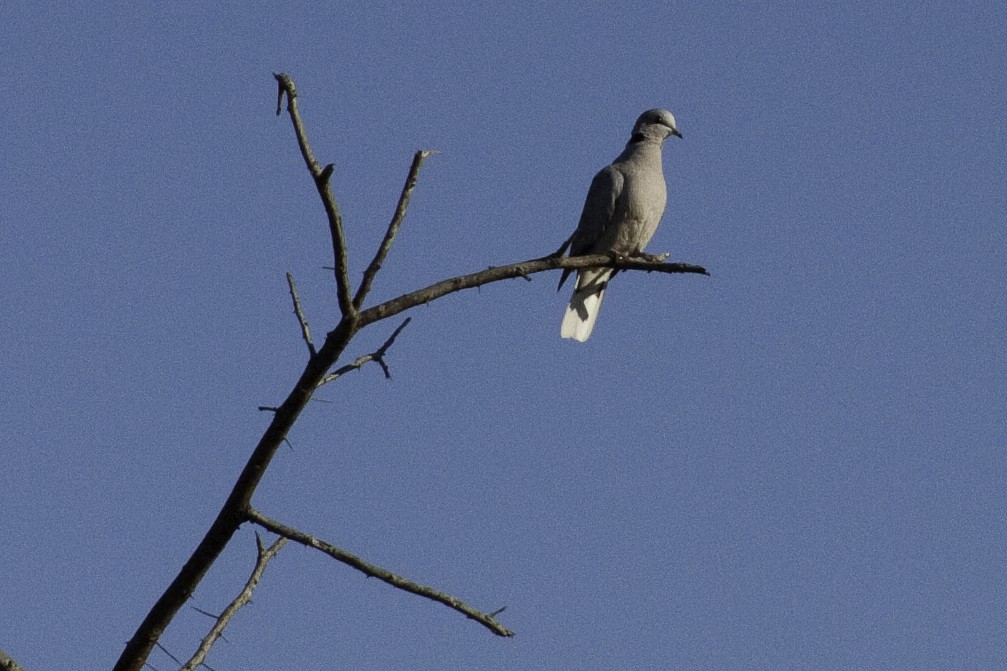 Ring-necked Dove - ML505508451