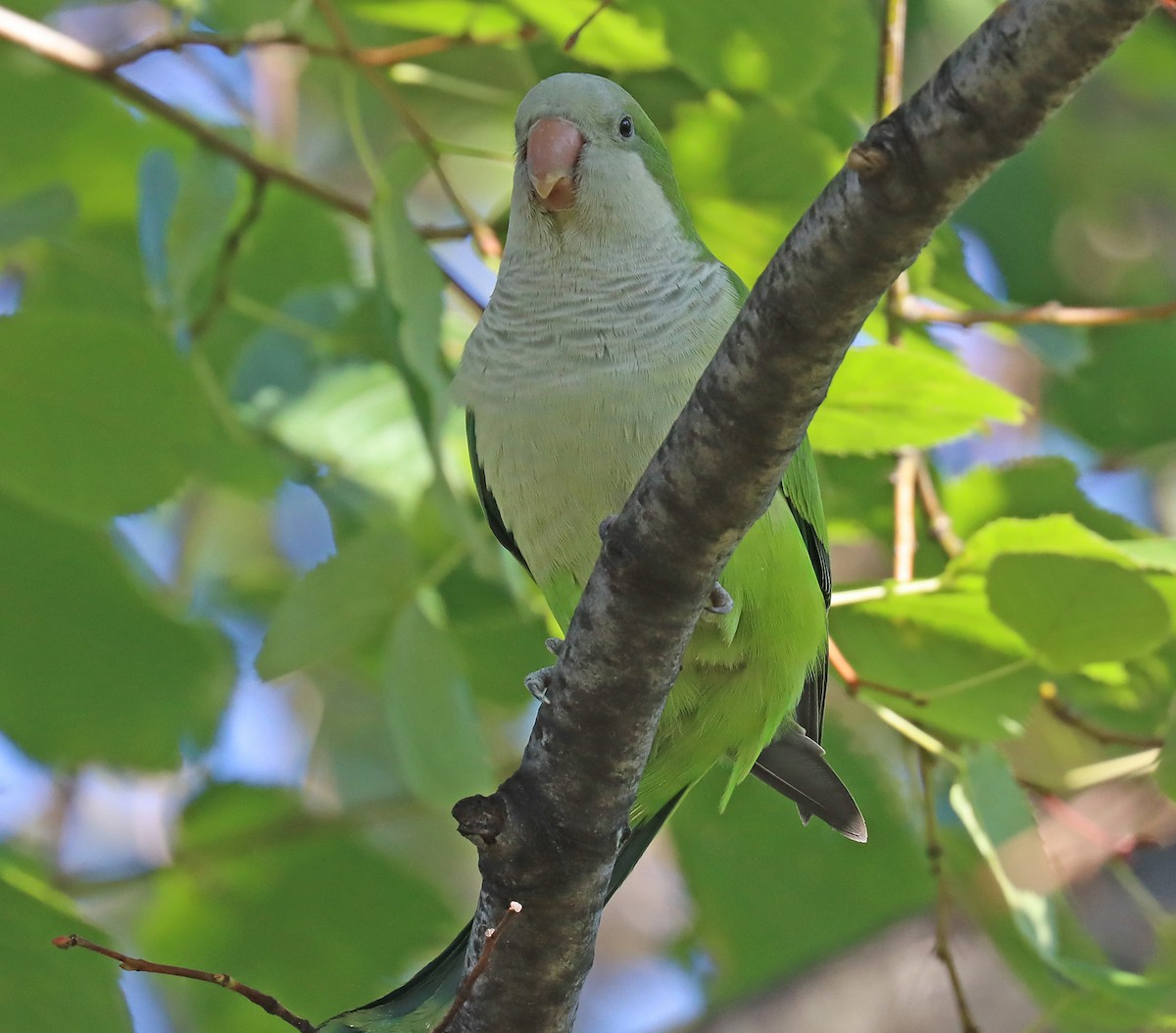 Monk Parakeet - Corey Finger