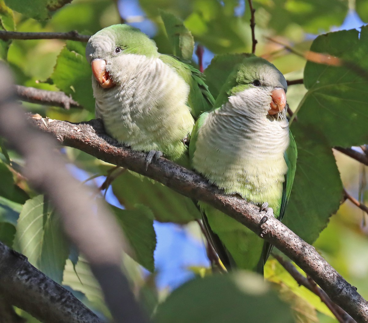 Monk Parakeet - ML505508671