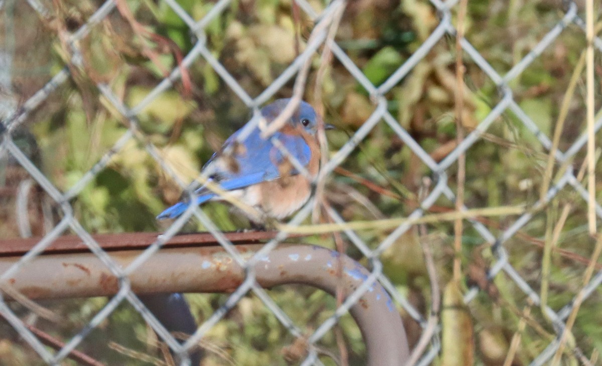 Eastern Bluebird - ML505508741