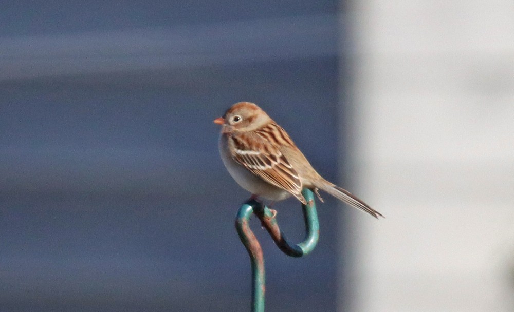 Field Sparrow - ML505508851