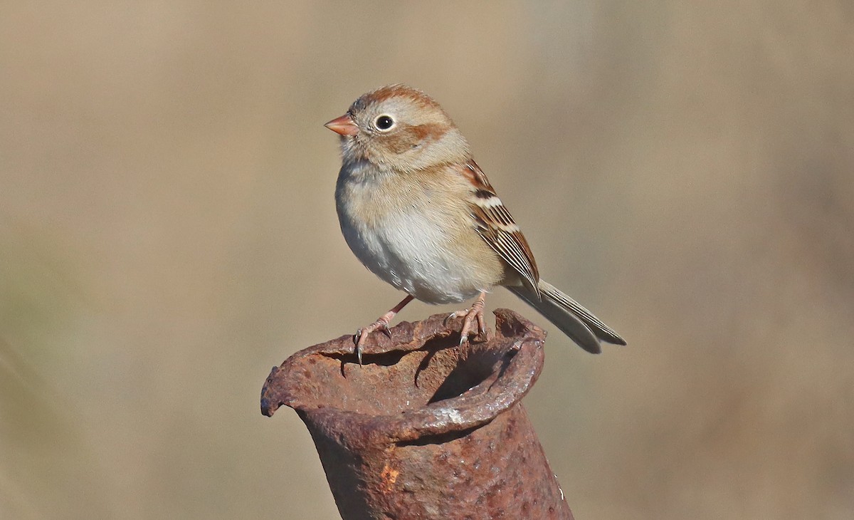 Field Sparrow - Corey Finger