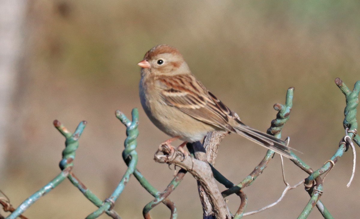 Field Sparrow - Corey Finger