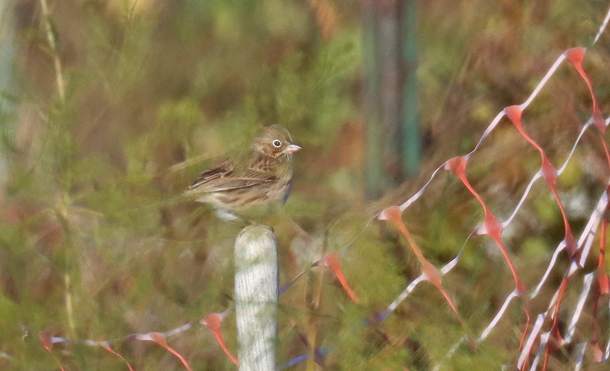 Vesper Sparrow - ML505508931