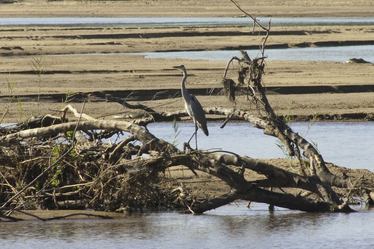 Gray Heron - Astrid Taen