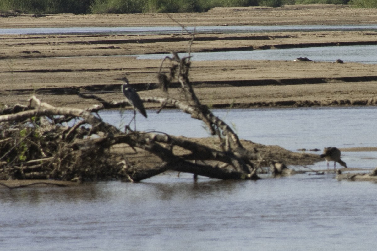 Nilgans - ML505509001