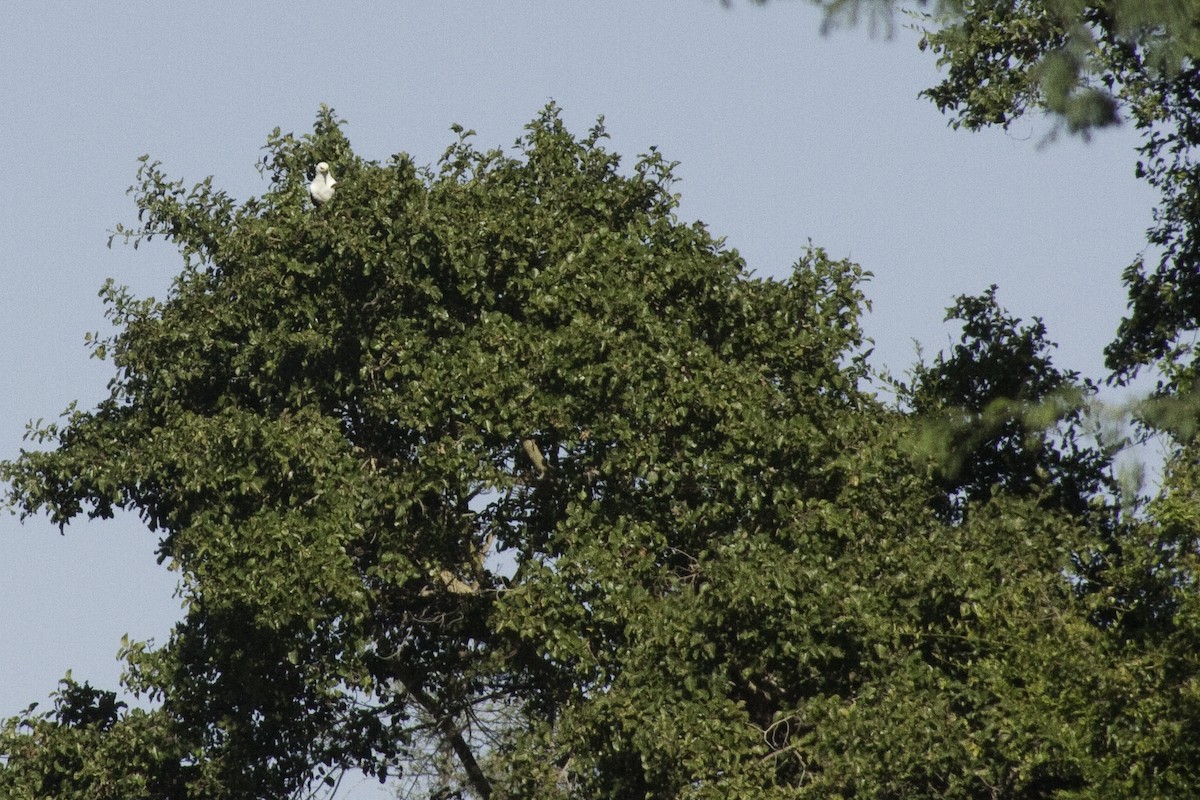 עיטם אפריקני - ML505509081