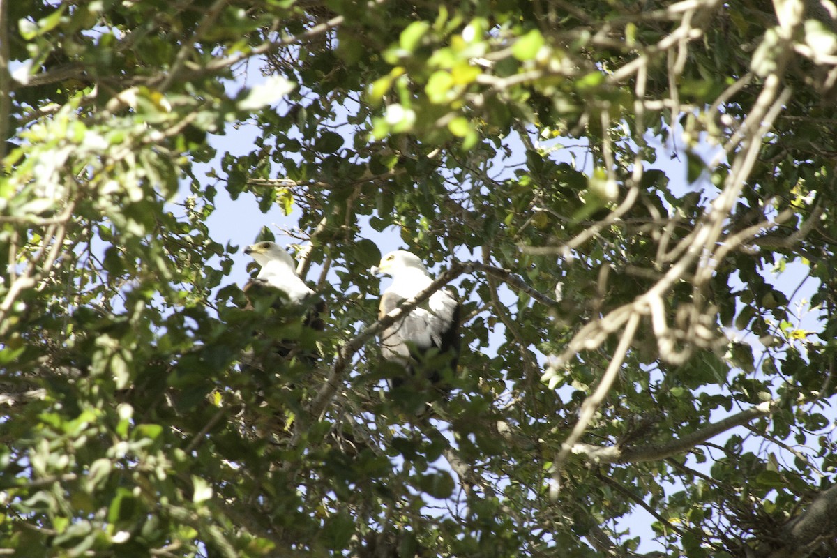 African Fish-Eagle - ML505509111