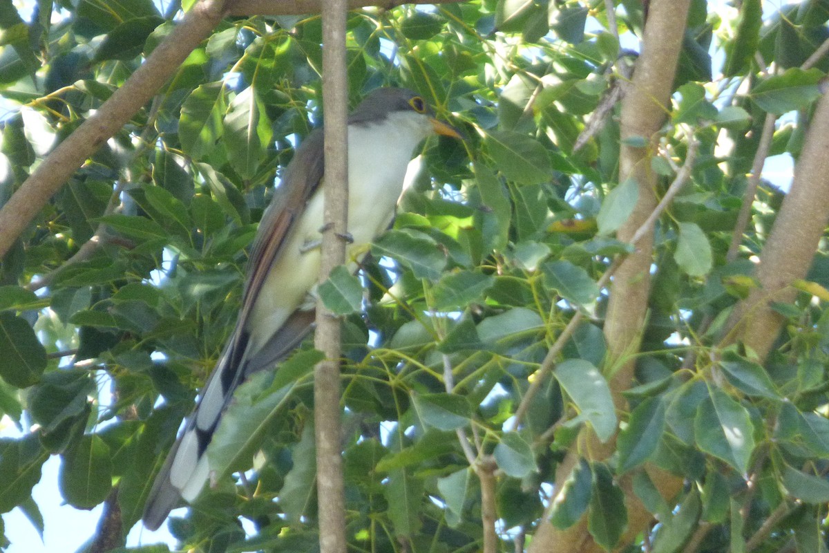 Yellow-billed Cuckoo - ML505509701