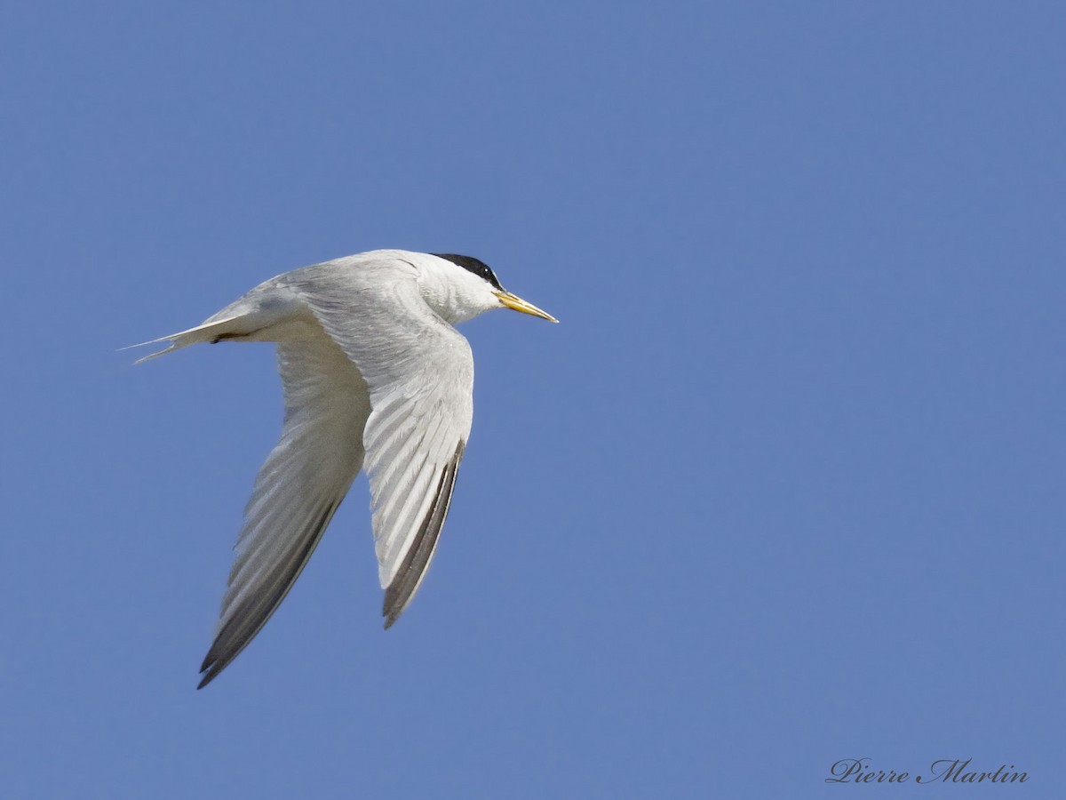 Least Tern - ML505510631