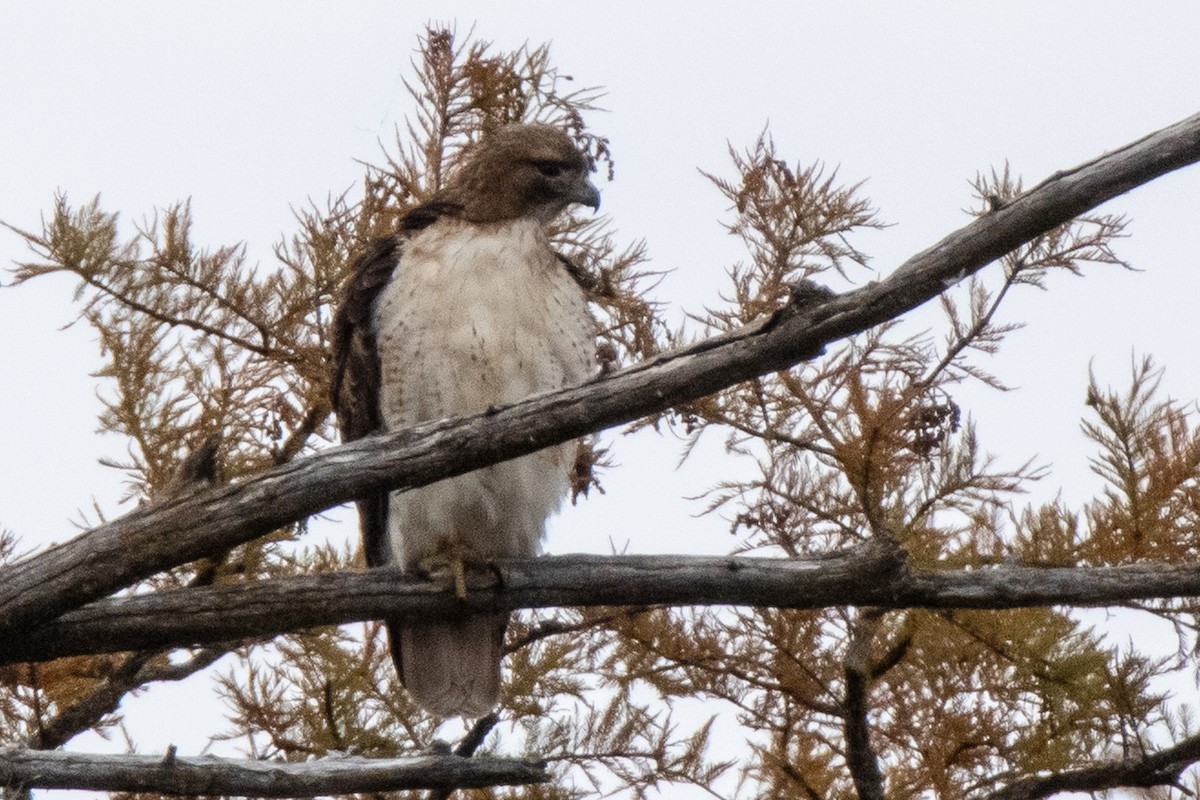 Red-tailed Hawk - ML505511061