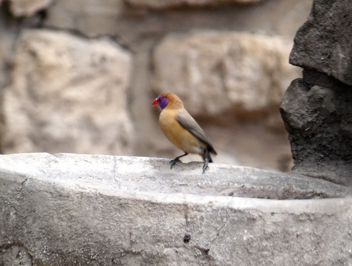 Violet-eared Waxbill - D.  Coody