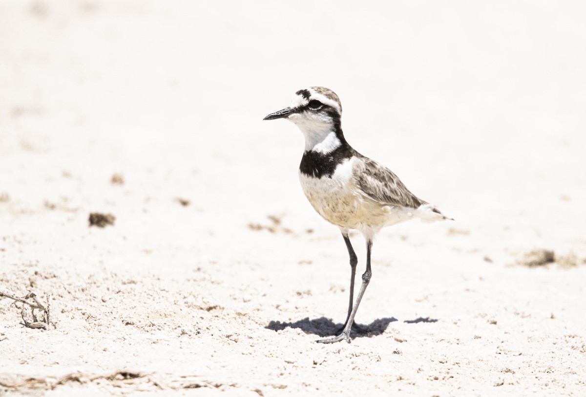 Madagascar Plover - ML505511531