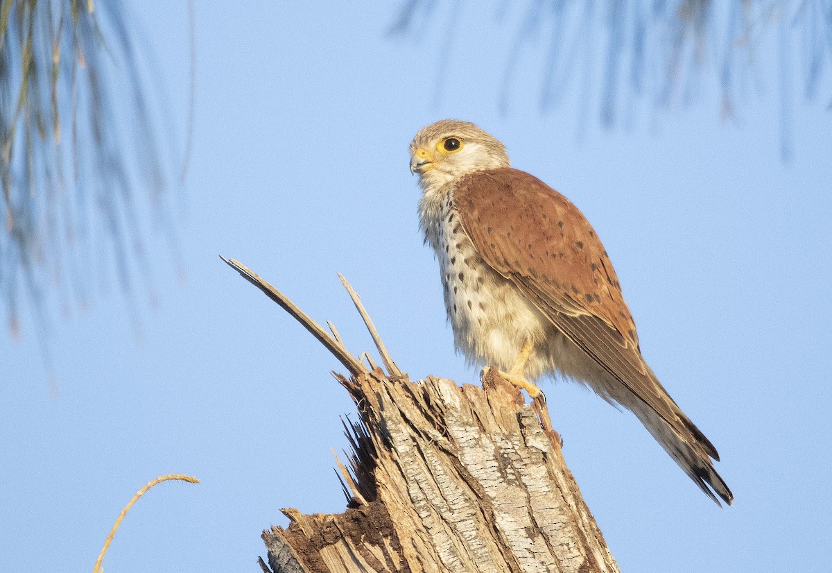 Malagasy Kestrel - ML505511761
