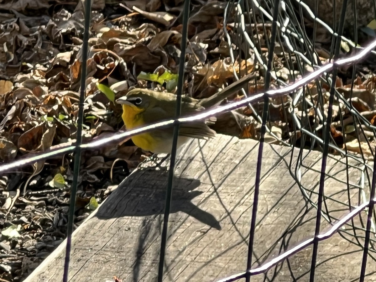 Yellow-breasted Chat - ML505512081
