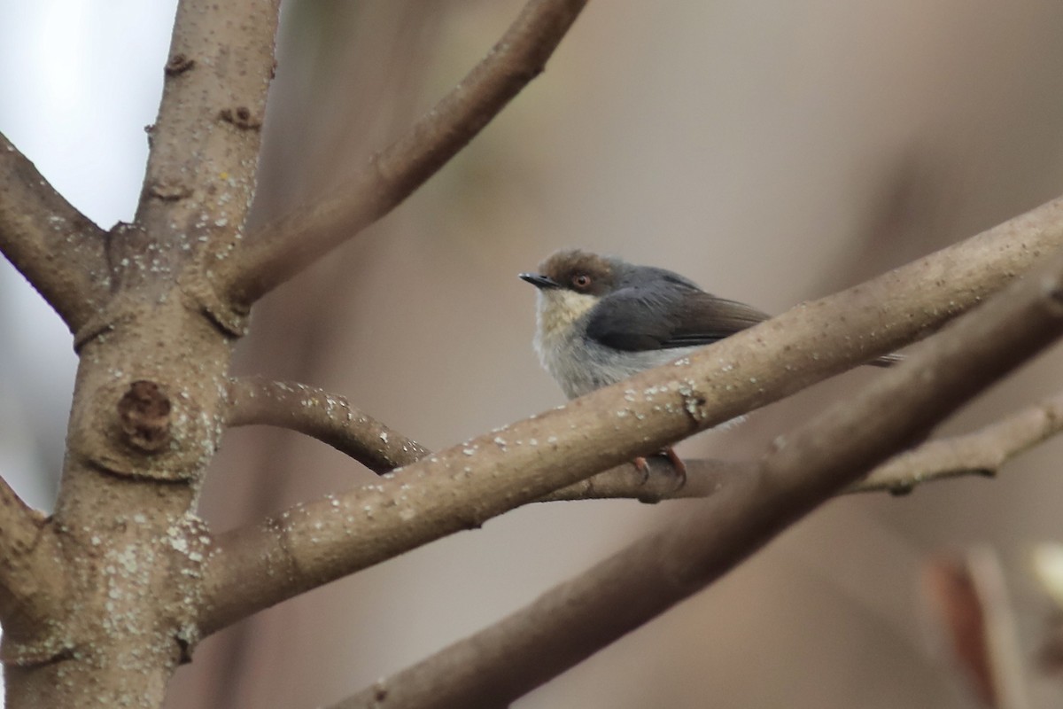 Brown-headed Apalis - ML505512411