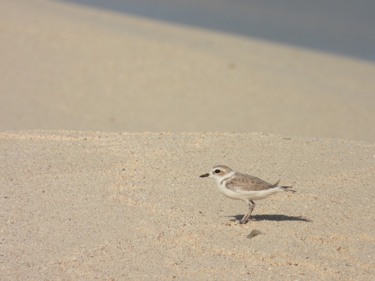 Snowy Plover - ML505512611