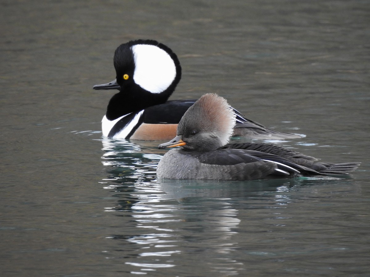 Hooded Merganser - Donna Johnston