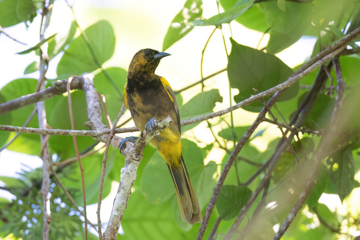 Oriole de Porto Rico - ML505512991