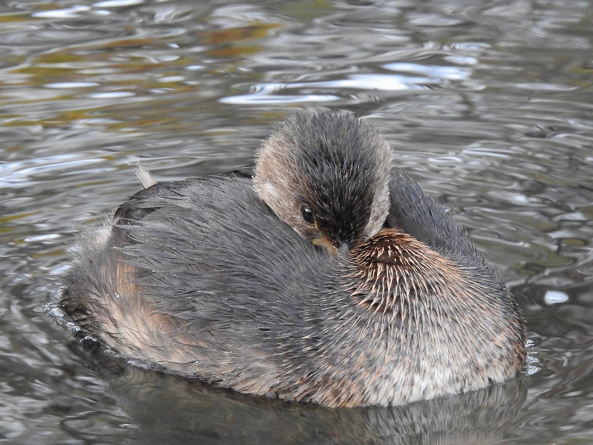 Pied-billed Grebe - Donna Johnston