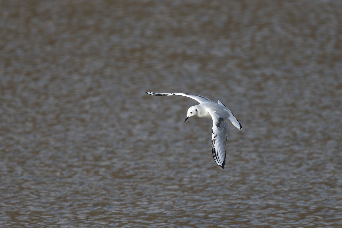 Bonaparte's Gull - ML505513811