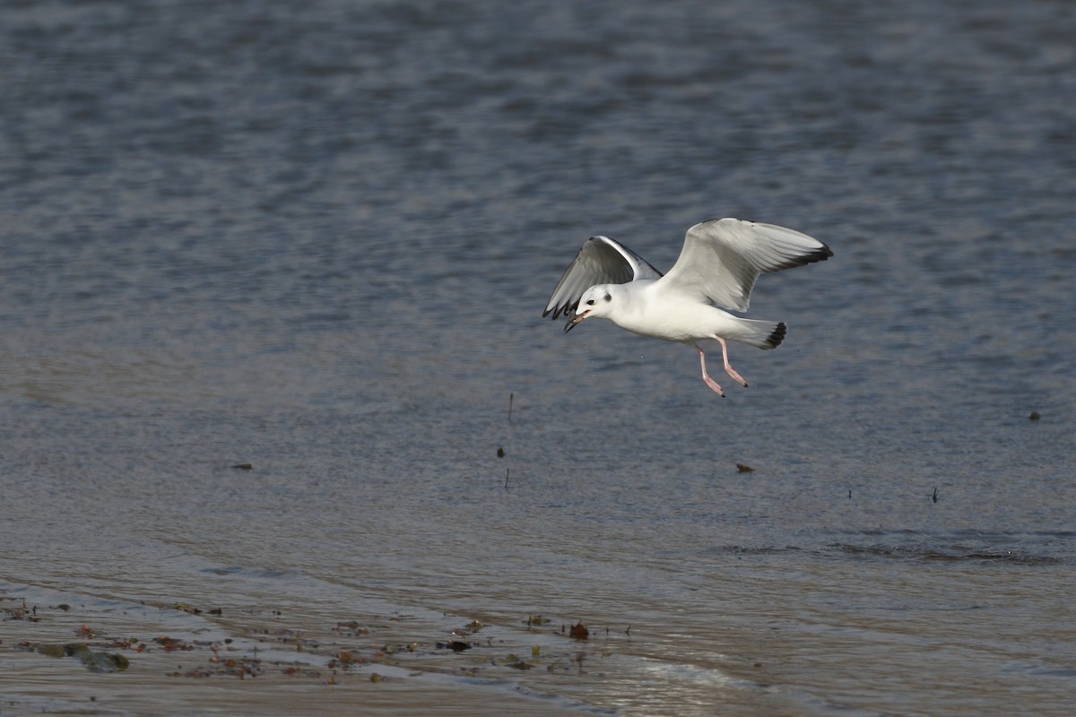 Bonaparte's Gull - ML505513821