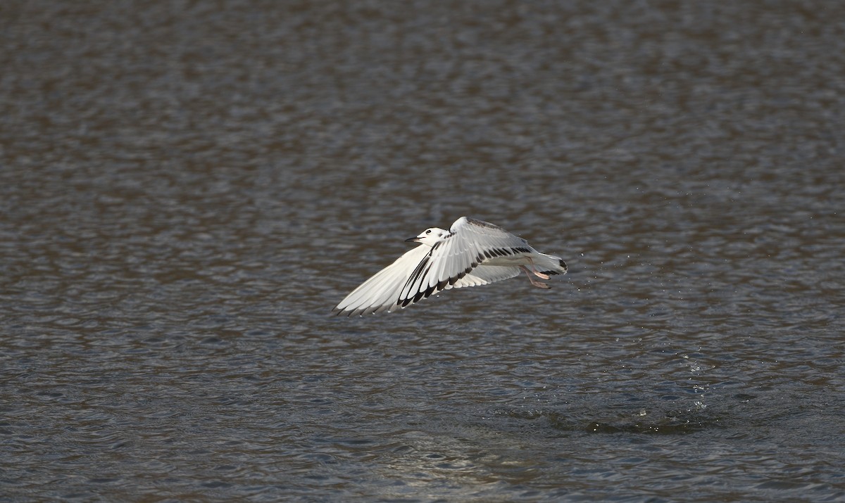 Bonaparte's Gull - ML505513831