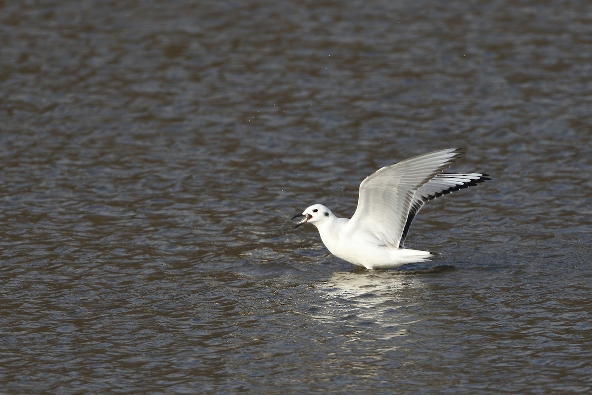 Bonaparte's Gull - ML505513841