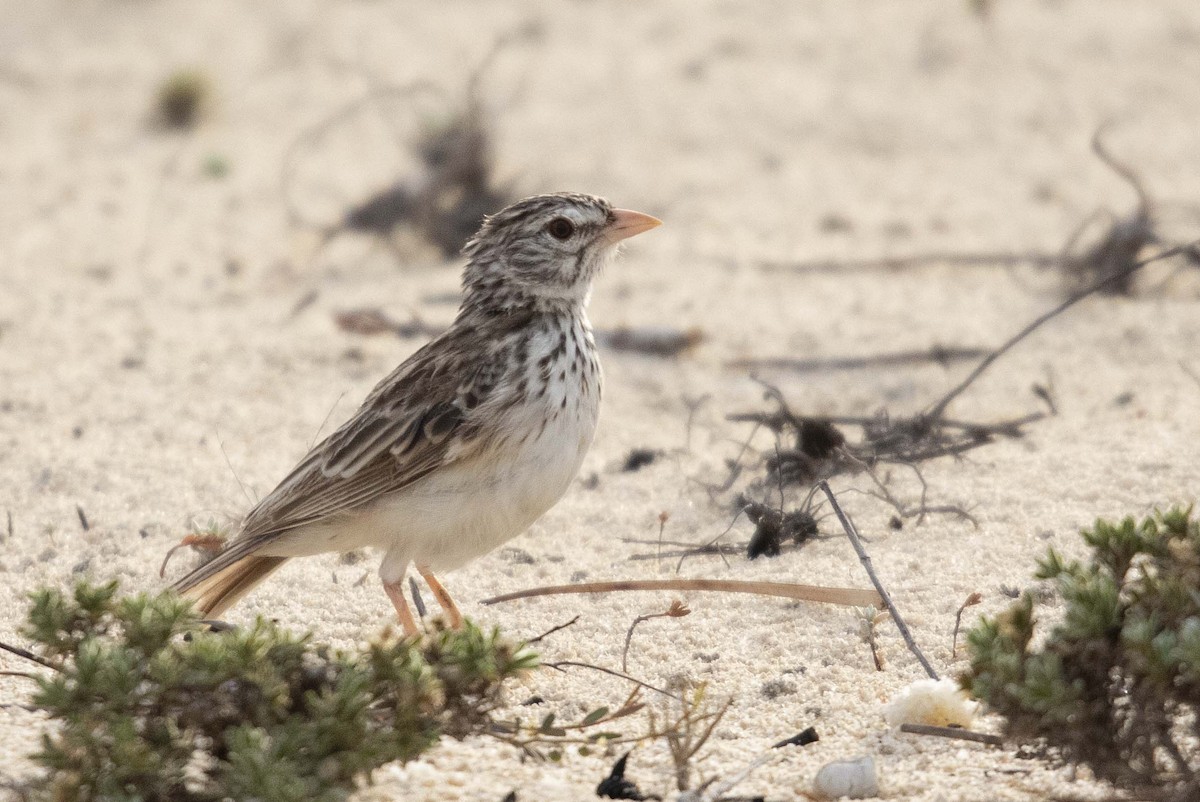 Madagascar Lark - ML505513941