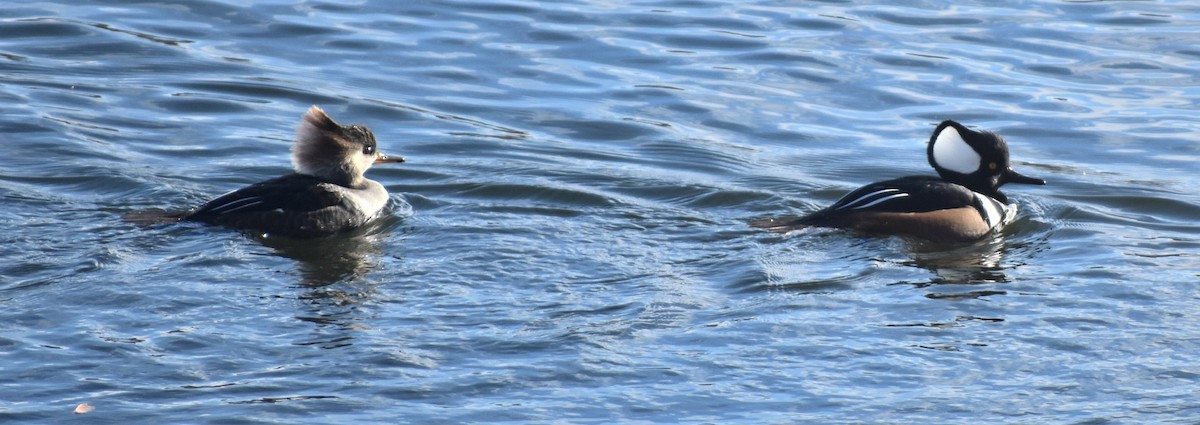 Hooded Merganser - ML505513951