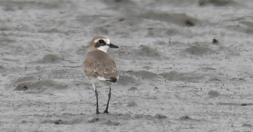 Siberian/Tibetan Sand-Plover - ML505513971