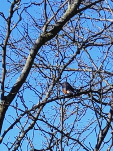 Eastern Bluebird - ML505514291