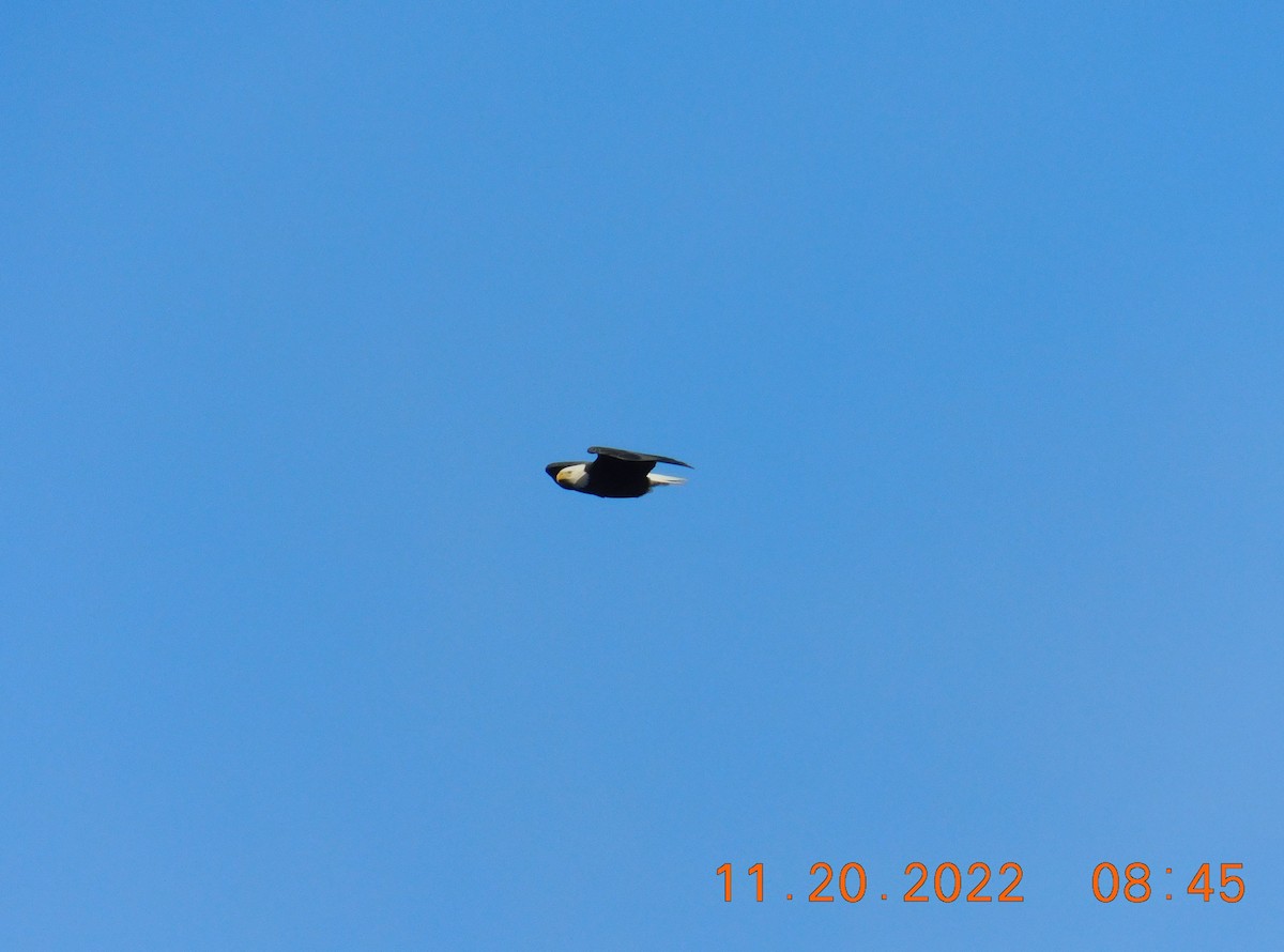 Bald Eagle - ML505514451