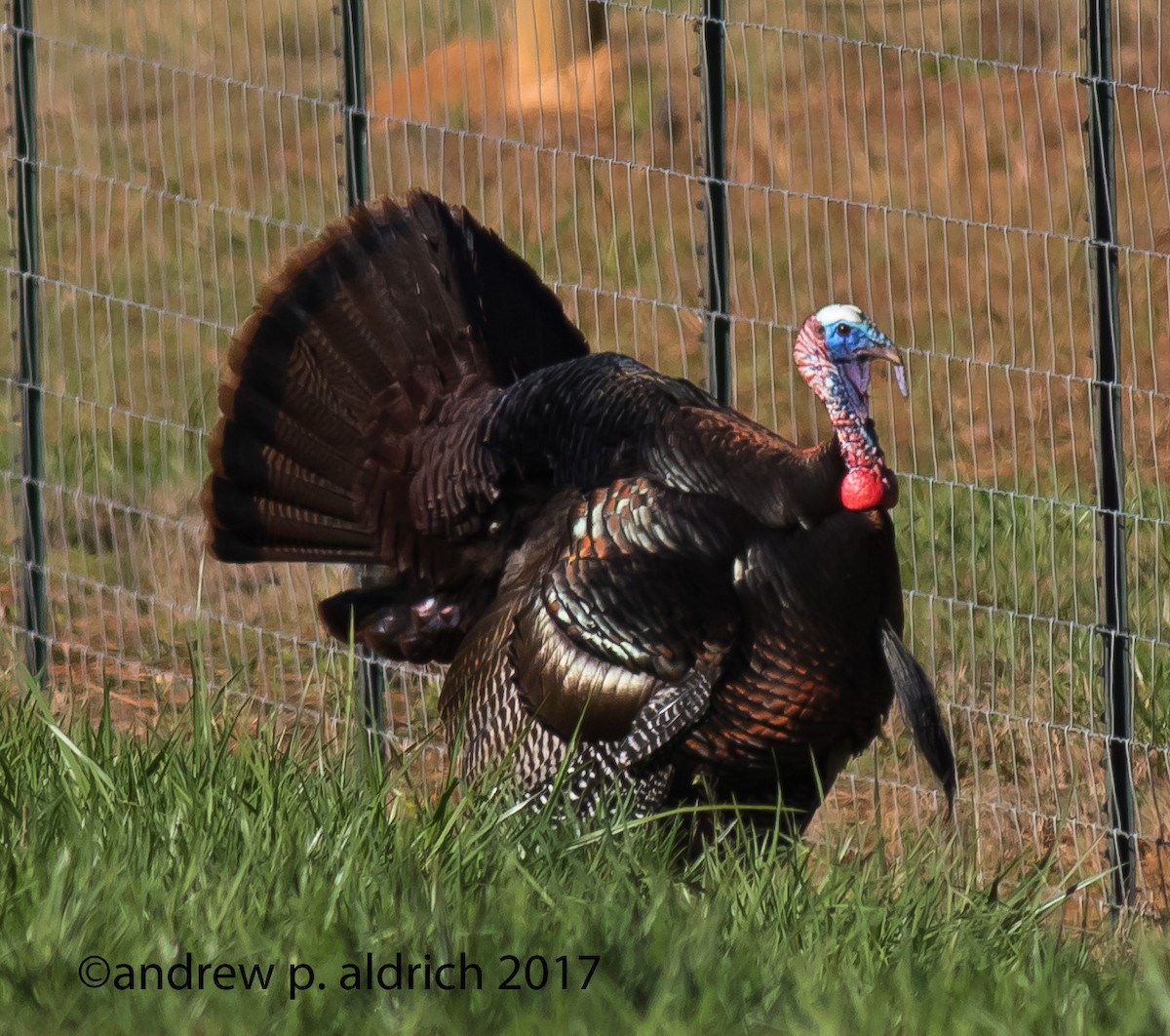 Wild Turkey - ML50551471