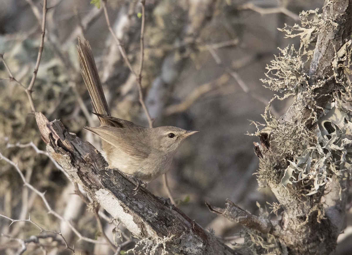Subdesert Brush-Warbler - ML505514861