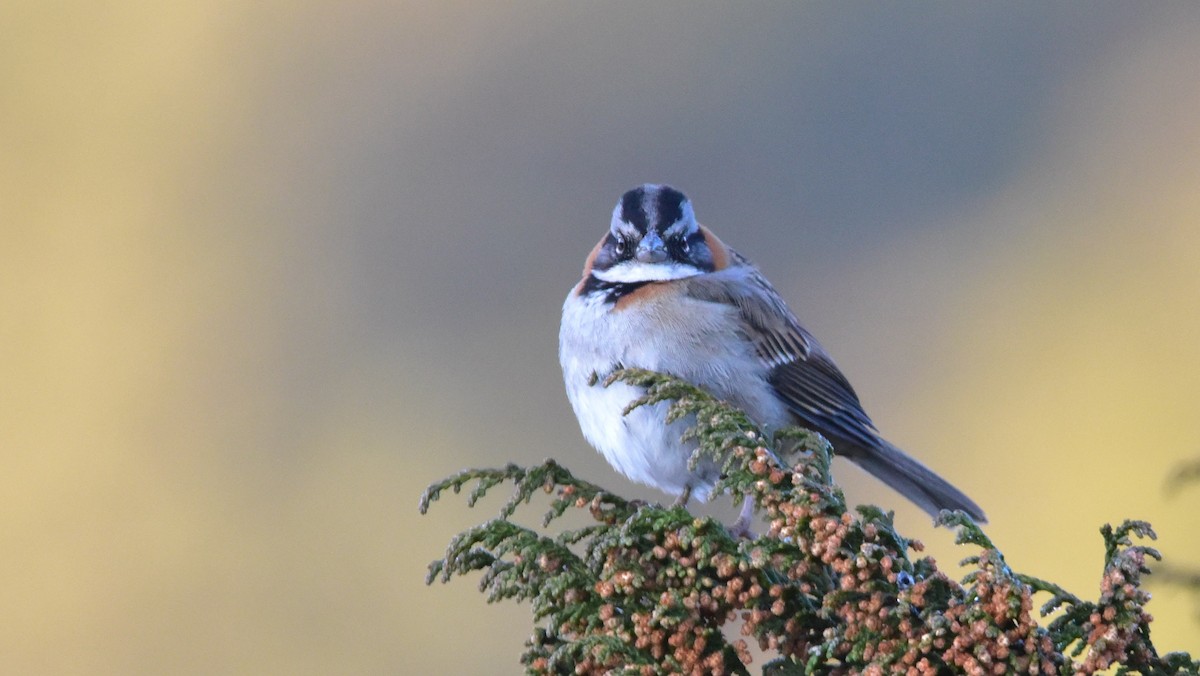 Rufous-collared Sparrow - ML50551611