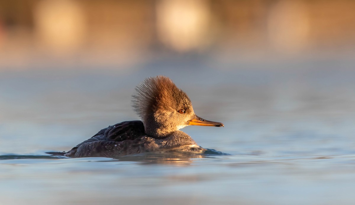 Hooded Merganser - ML505516671