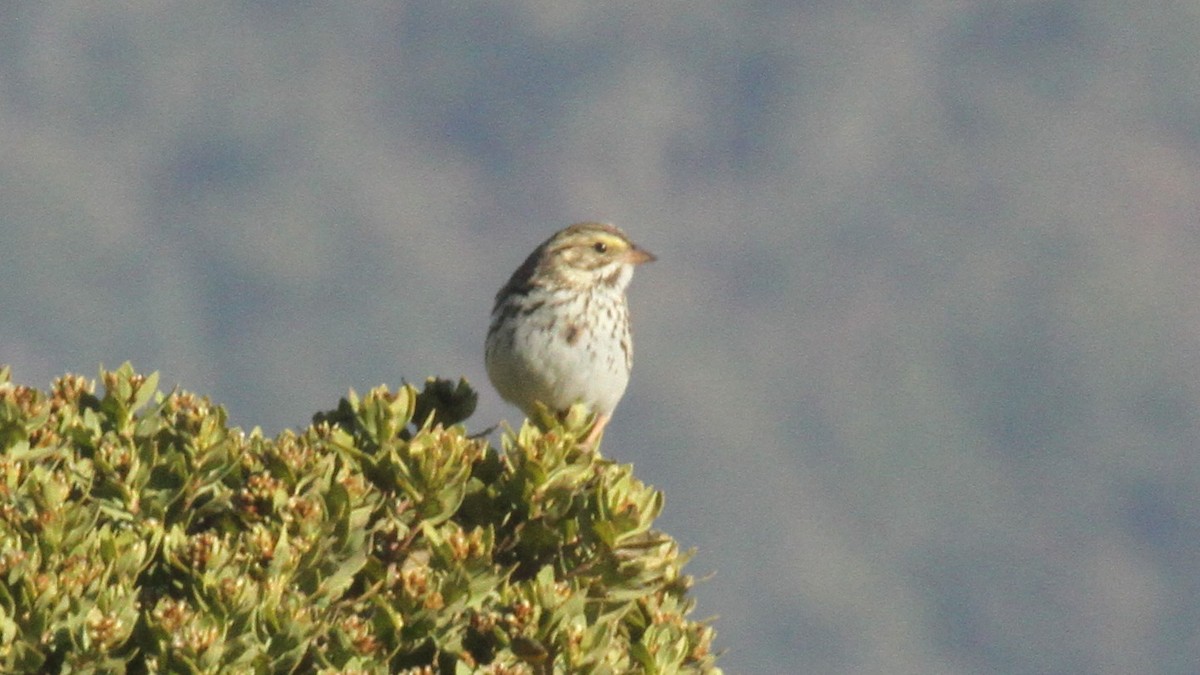 Savannah Sparrow - ML50551701