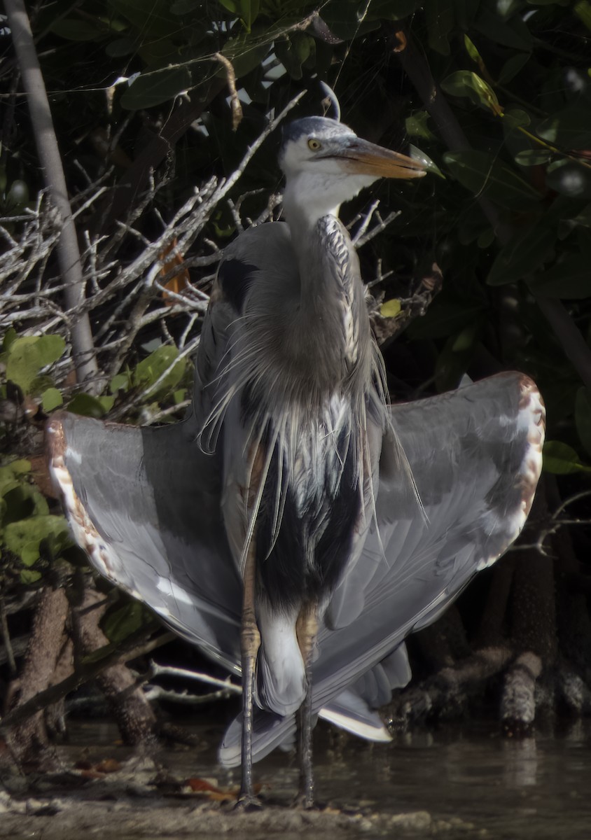 Great Blue Heron - ML505517631